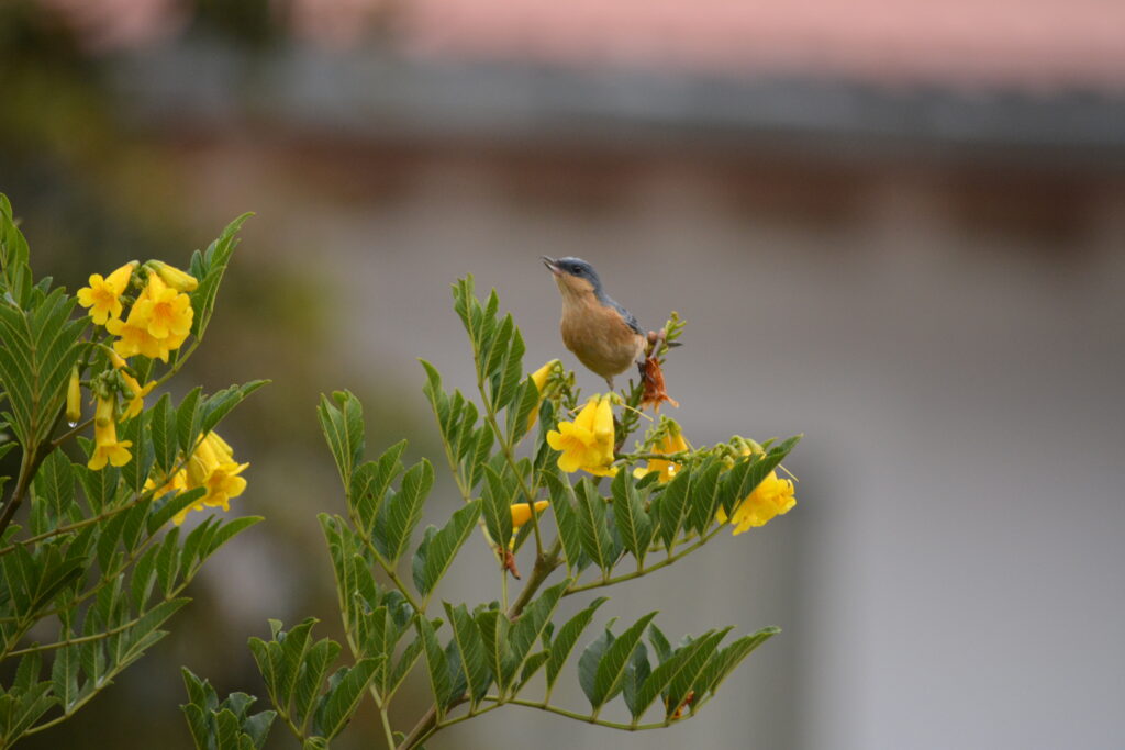 Aves en el jardín